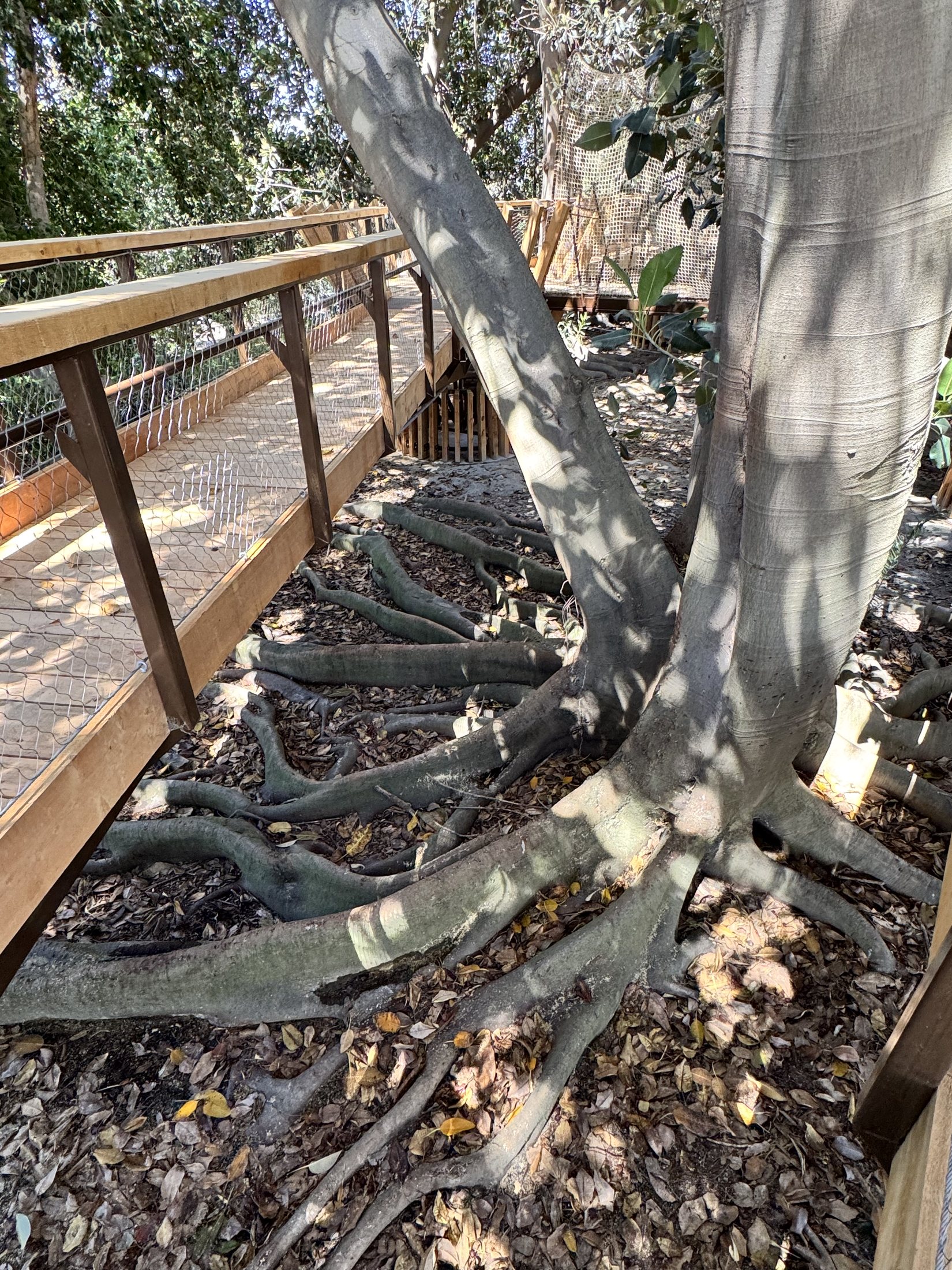 South Coast Botanic Garden project view 9